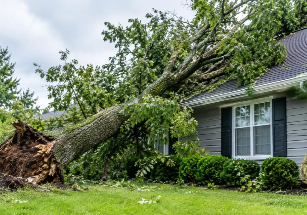 Tree Damage Coverage for Storm-Prone Homes
